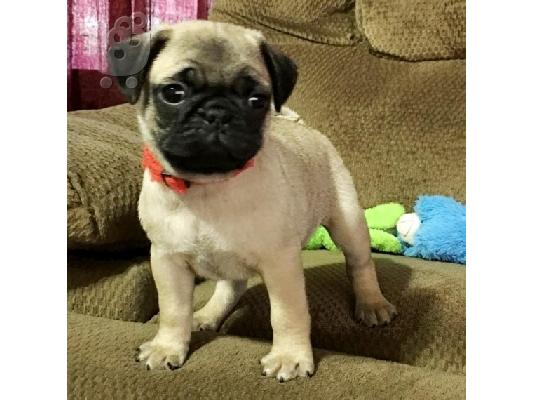 PoulaTo: Καλά σαλιγκάρια Pug κουτάβια διαθέσιμα