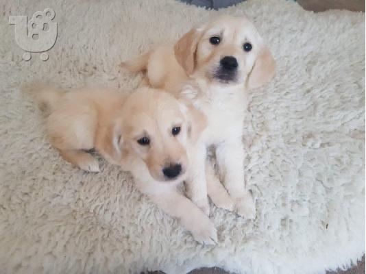PoulaTo: Όμορφα υγιή κουτάβια GETERN RETRIEVER
