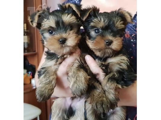 PoulaTo: Yorkshire terrier