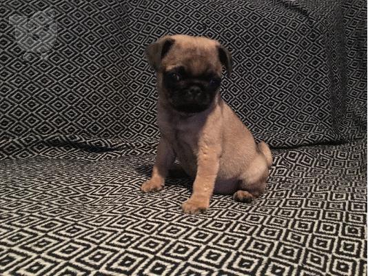 PoulaTo: Pug κουταβακια