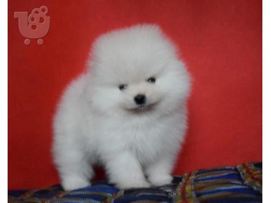 PoulaTo: Pomeranian ψάχνει για ένα νέο σπίτι, Pomeranian traži novi dom,