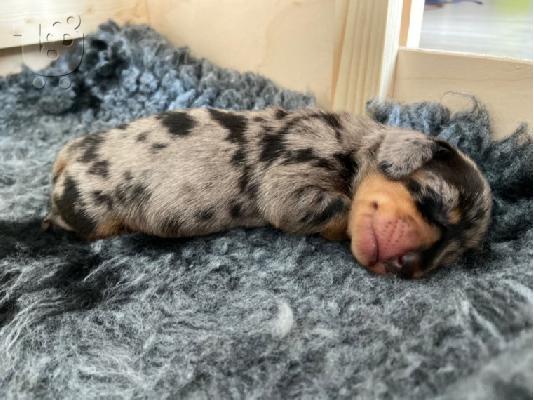 AKC Dachshunds
