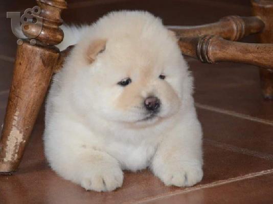 Chow Chow μωρά διαθέσιμα