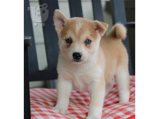 PoulaTo: Alaskan Klee Kai προς πώληση