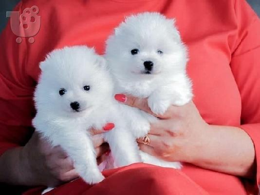 PoulaTo: Pomeranian κουτάβια