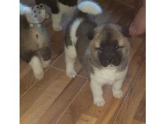 Όμορφα κουτάβια Akita έτοιμα για το νέο τους σπίτι