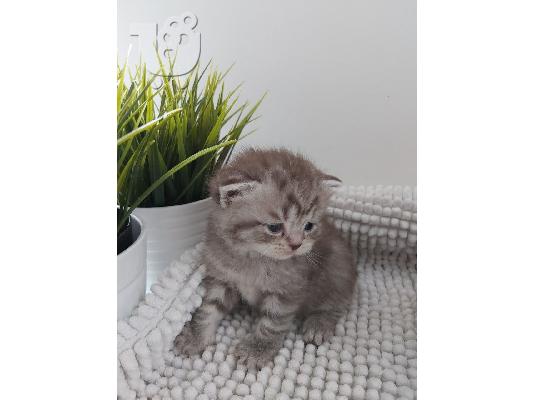 Βρετανικά γατάκια Longhair Tabby προς πώληση