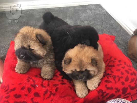 PoulaTo: Chow Chow puppy is now ready for sale