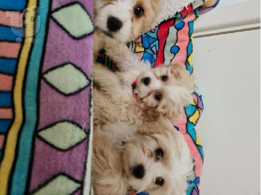 Διαθέσιμα χαριτωμένα κουτάβια Cavachon.