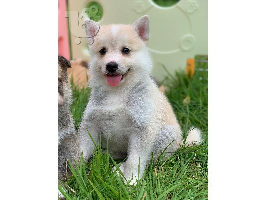Όμορφα κουτάβια pomsky προς πώληση