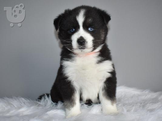 Zapanjujući psići Pomsky kontaktirajte me putem (whatsapp 32460219218) ili (viber 23767957...