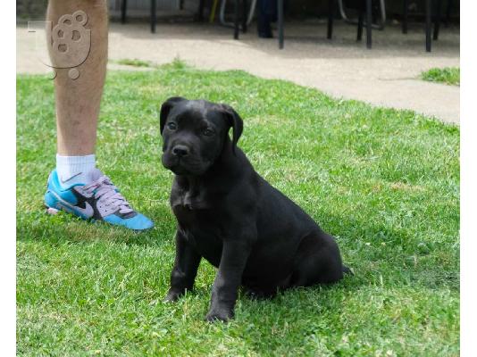 Boerboel (Μαστίφ Νότιας Αφρικής) κουτάβια