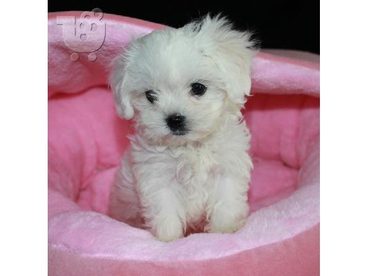 PoulaTo: Μαλτέζ μίνι (Maltese mini)