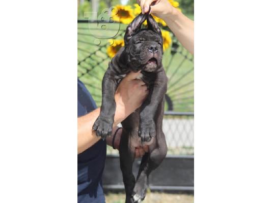 Κουτάβια Cane Corso