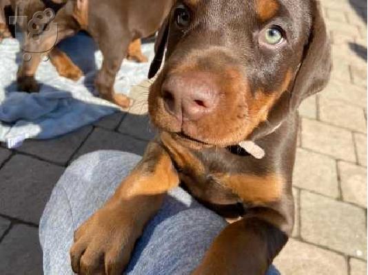 PoulaTo: Όμορφα σοκολατένια κουτάβια Doberman