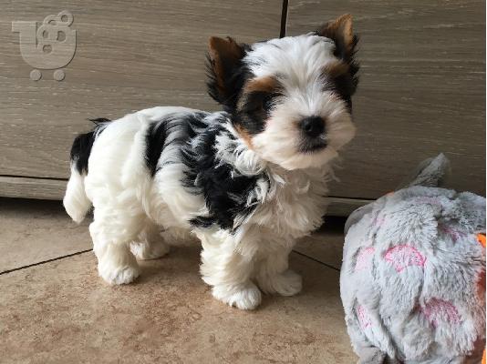 Διατίθεται Yorkshire Terrier