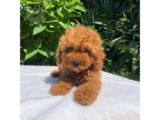 PoulaTo: Όμορφα κουτάβια Toy Poodle για καλό σπίτι