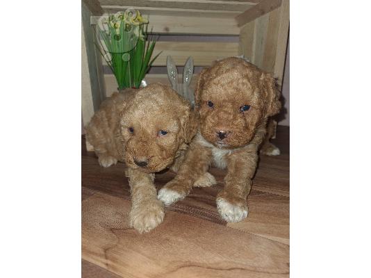 PoulaTo: Maltipoo catelusi de vanzare