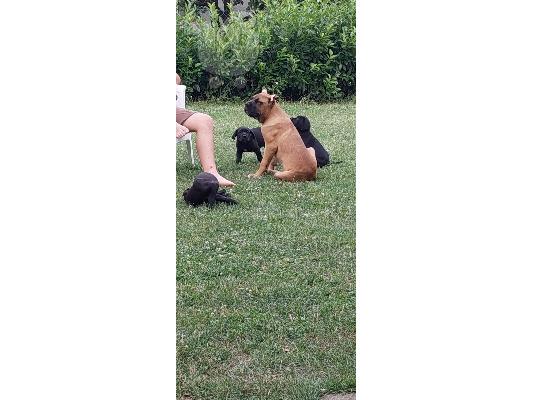 Cane Corso κουτάβια προς πώληση