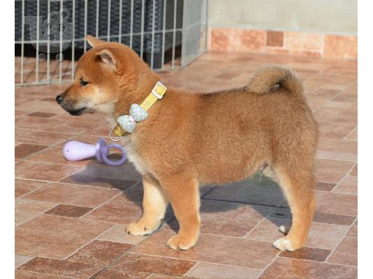 Shiba Inu όμορφα κουτάβια