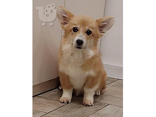 PoulaTo: Pembroke Welsh Corgi κουτάβια
