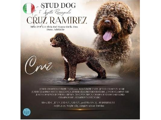 Lagotto Romagnolo κουτάβια