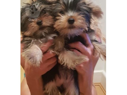 Κουτάβια Yorkie για υιοθεσία