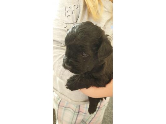 Κουτάβια Lhasa Apso