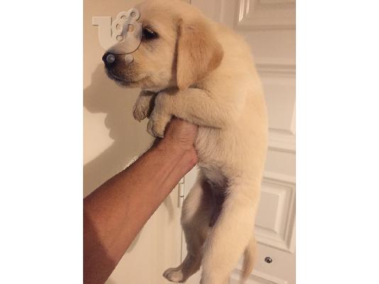 Πωλούνται καθαρόαιμα LABRADOR γέννας 19 Αυγ. 2017