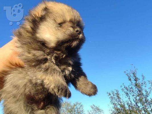 Pomeranian Spitz κουτάβια