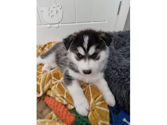 PoulaTo: Τα κουτάβια Siberian Husky είναι τώρα διαθέσιμα