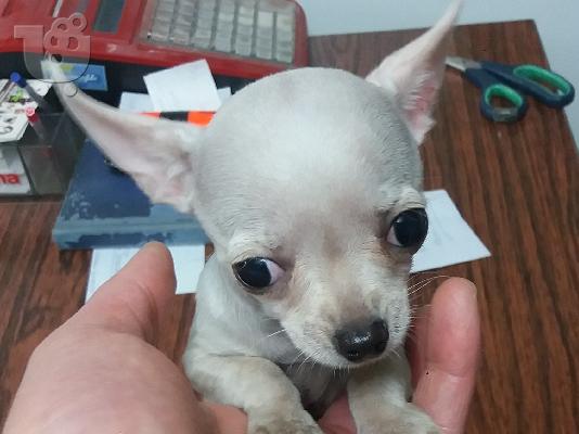 PoulaTo: Καλό Κοιτάζοντας κουτάβια Shih Tzu