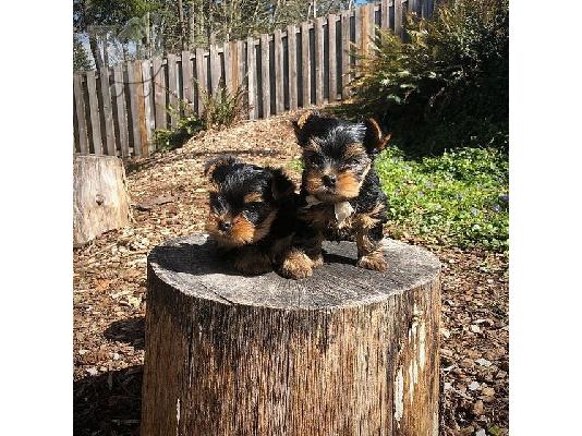 Beautiful Yorkshire Terrier puppies   WhatsApp on +31684628354