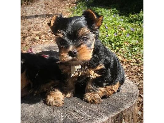 PoulaTo: Beautiful Yorkshire Terrier puppies   WhatsApp on +31684628354