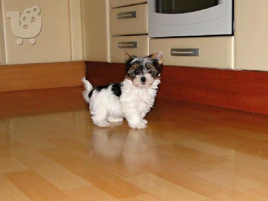 Χαριτωμένο καθαρόαιμο κουτάβι biewer yorkshire terrier