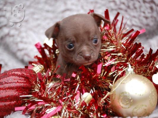 PoulaTo: 2 Όμορφη Lilac / Choc Ομαλή Coat Τσιουάουα Pups ΓΙΑ XMASS