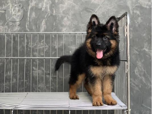German Shepherd Puppies for sale