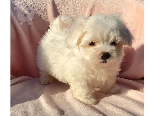 PoulaTo: Maltese mini