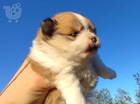 Pomeranian Spitz κουτάβια