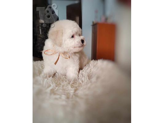 Bichon Frize κουτάβι προς πώληση