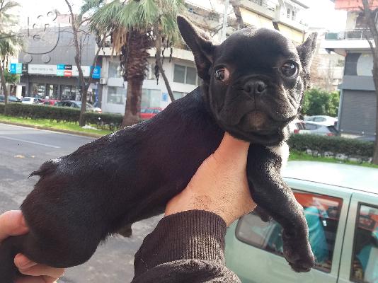 PoulaTo: French bulldog black
