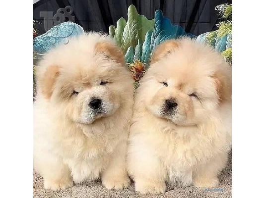 PoulaTo: Γοητευτικά κουτάβια Chow Chow