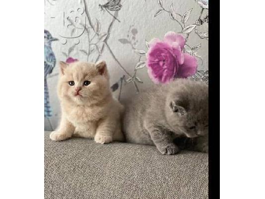 PoulaTo: adorable kittens for adoption