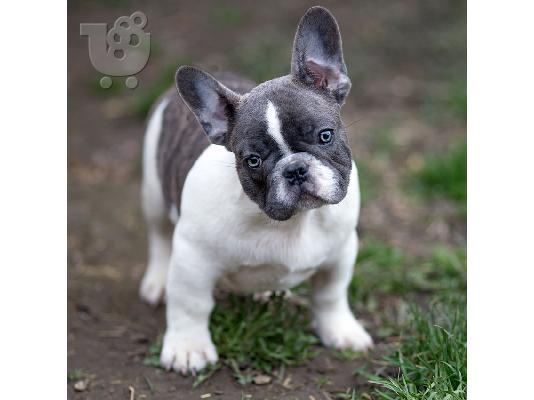 PoulaTo: French bulldog Blue