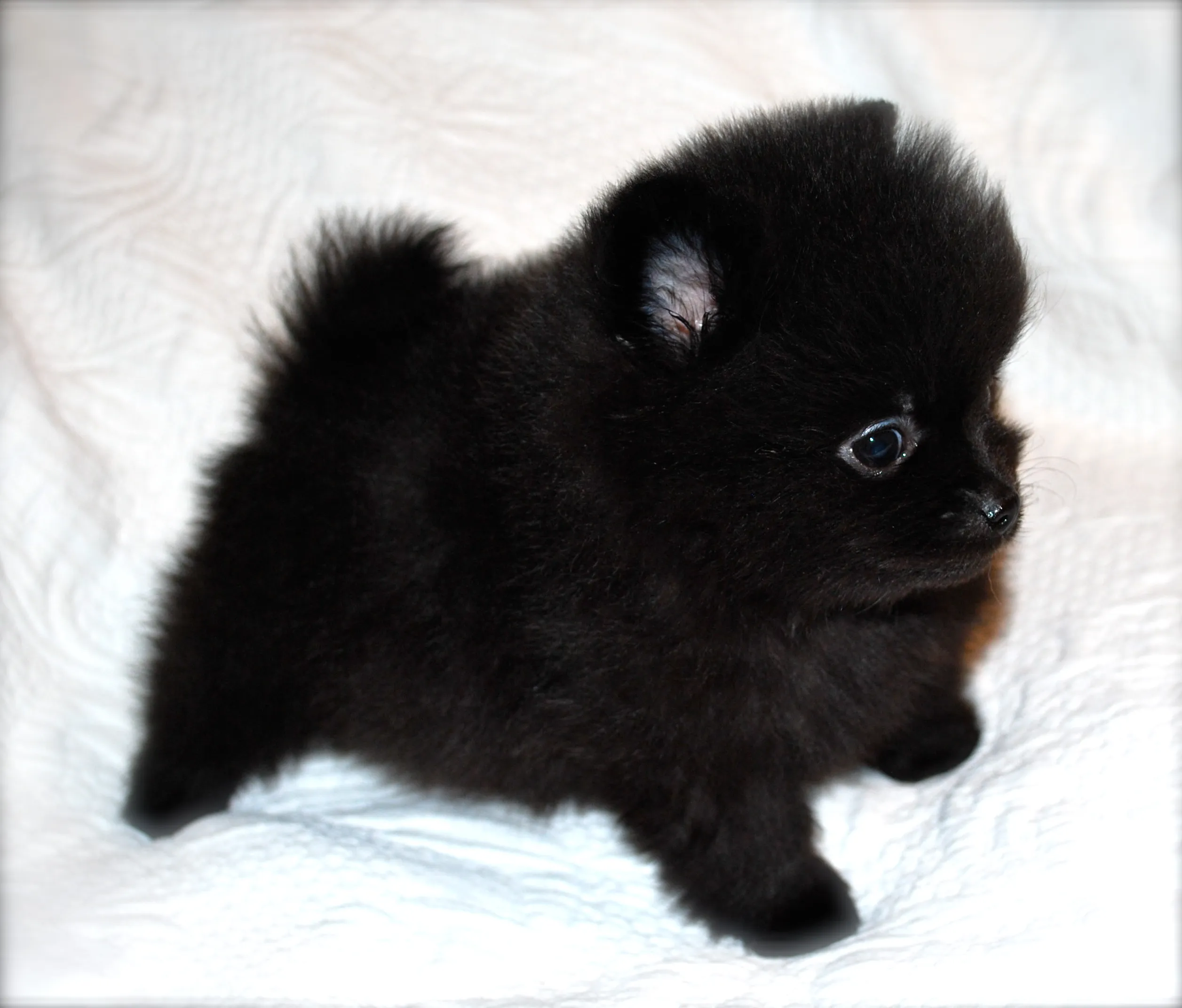 PoulaTo: Pomeranian toy