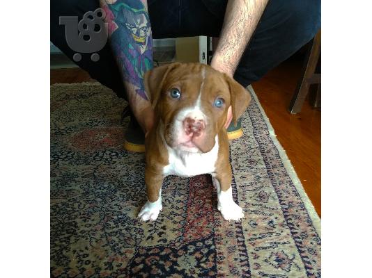 pit bull puppies