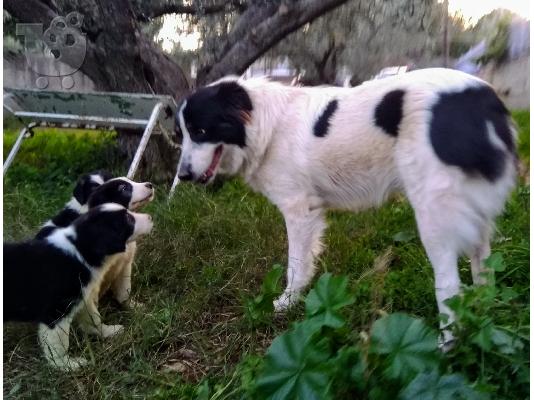 Ελληνικά ποιμενικά κουτάβια