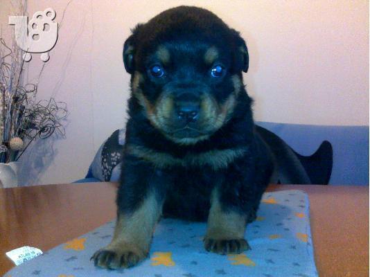 Ροτβαιλερ -360 euro