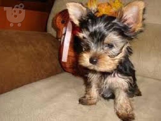 Κουτάβια Yorkies
