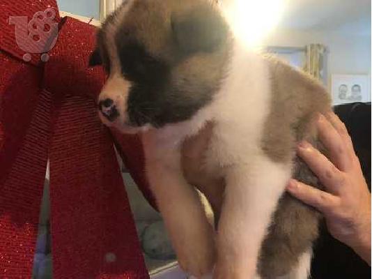 ΔΙΑΘΕΣΙΜΟ ΠΟΛΥ ΚΑΛΥΤΕΡΟ AKITA PUPPY